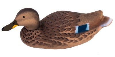 mallard duck